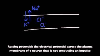 654 Define resting potential and action potential depolarization and repolarization [upl. by Alesiram819]