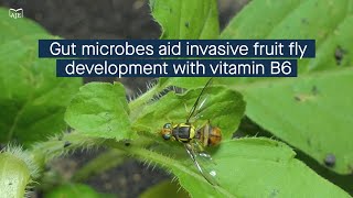 Gut microbes augment invasive fruit fly development through vitamin B6 synthesis [upl. by Karlen130]