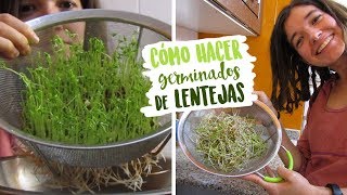 Cómo hacer germinados de lentejas  NUTRIRIANA [upl. by Neona]