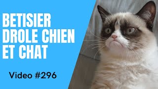 🐶 Dose dhumour 😻 Vidéo Betisier Drôle de Chat et Chien 296 [upl. by Nimrak445]