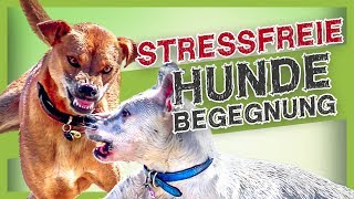 Stressvermeidung bei Hundebegegnungen – Mit diesen einfachen Tipps klappt es [upl. by Iormina708]