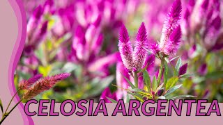 The CELOSIA ARGENTEA Guide For Everyone quotCockscombquot [upl. by Ainafetse349]