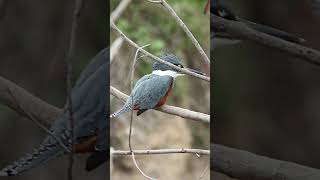 Ringed Kingfisher Sound Video North America Bird Songs [upl. by Leeland]