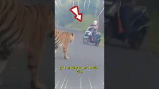 Buena decisión 😲 animales shortvideo curiosidades [upl. by Aloke]