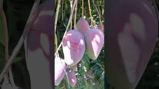 Pink Mangoes  Beautifull Pink Mangoes pink mango photography africa [upl. by Adnov]