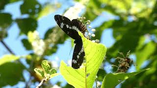 White Admiral Butterfly Visits Japanese Sweet Shrub Flowers for Nectar [upl. by Ignace]