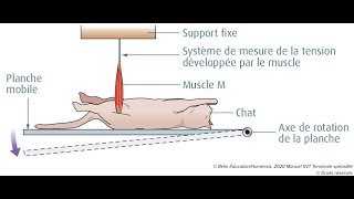 Lexpérience de Sherrington [upl. by Charie]