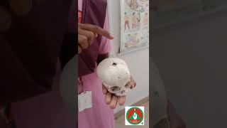 BONE AND SUTURE OF FETAL SKULL viralvideos medicaleducation viralreels nursingstudent [upl. by Eitsyrk]