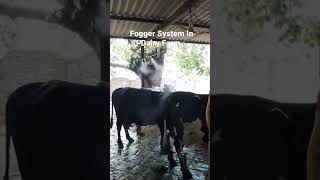 Fogger System Misting System 03003904734 mistingsystem foggingsystem dairyfarm coolingsystem yt [upl. by Golanka17]