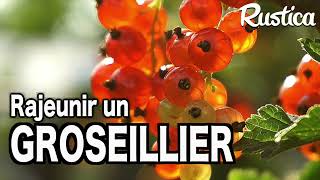 Multiplier et rajeunir un vieux groseillier [upl. by Terrene]