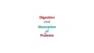 Protein Metabolism Digestion Transdeamination amp Urea Cycle  Lecture 9 [upl. by Natrav9]