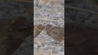 rufous crowned sparrowfeeding fledgling birds birds nature fledgling wildlife feeding birding [upl. by Einad]