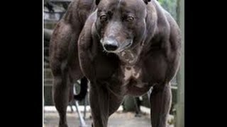 Myostatin The Secret To Hyperplasia amp Muscle Growth [upl. by Ihcalam]