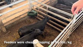 Moss Vale cattle market report 271124 [upl. by Afrika]