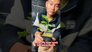 ফল সহ লেবু গাছের বনসাই তৈরি করবেন কিভাবে bonsai shorts [upl. by Howlend]