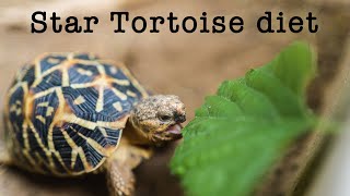 Indian Star Tortoise diet  The most detailed diet list for Indian Star Tortoise [upl. by Lizzie648]