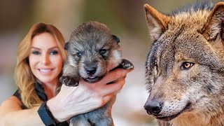 SUPER WOLFDOG PUPPIES  How to train  socialise them [upl. by Randy]