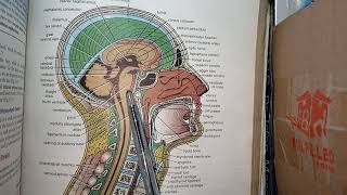 CNS Embryology Lec no1 Derivatives of Neural Tube Brain Vesicles Langman Embryology [upl. by Laerol]