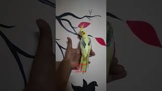 Hand tamed Cockatiel 🐦🦋reels birds exoticbirdsfood lovebird mumbai exotic viralvideo love [upl. by Buxton345]