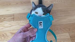 Harness Training Cats Step 1 [upl. by Shrier]