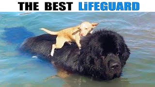 Newfoundland The Kindest Of All Dog Breeds [upl. by Oidiple]