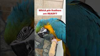 Opening Bird Pin Feathers Which Pins Are Ready Comparison parrot care [upl. by Pastelki]