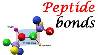 Peptide bond structure  formation and rotation of peptide bonds [upl. by Madancy]