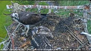 7322 NJ BLOC osprey  Part 2 The chicks enjoy the oyster toadfish [upl. by Eimarrej2]