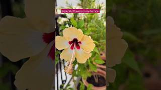 Beautiful flowers on my terrace garden shortvedio organicgarden floweringplant nature [upl. by Bergess]