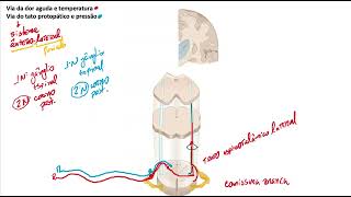 Sistema ânterolateral somestesia [upl. by Naenaj]