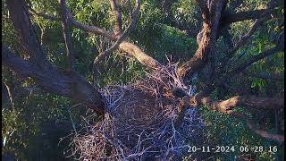 The duck Daisy is monitoring the nest again 0625  SeaEagleCAM4 Live Stream  20112024 [upl. by Georgiana]