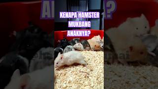 Kenapa induk hamster memakan anaknya hamsterimut [upl. by Julis]