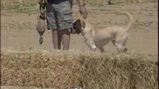 Yellow Labrador Hunting Dog [upl. by Daisie75]