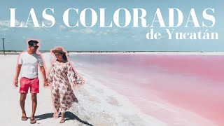 Tips Para Ver Las Coloradas De Yucatán  MÉXICO [upl. by Jerald]