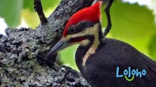 Pileated Woodpecker Calls and Drums  ONE HOUR LOOP [upl. by Aennaej951]