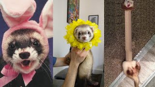 😂 Ferrets of Tiktok Compilation  Funny Ferrets videos  Funny ferret Fails  funny videos 2020 [upl. by Shulock]