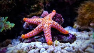 Different types of starfish  All About starfish [upl. by Goodkin]