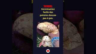 Patates douces 🍠 germination facile pour débutants  astuces shorts [upl. by Kennie]