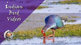 The Purple Moorhen Porphyrio poliocephalus [upl. by Asemaj347]