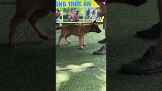 Malinois puppy training dog funny [upl. by Trembly]