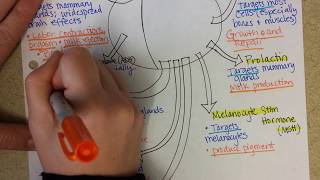 Pituitary Gland Hormones [upl. by Dranreb]