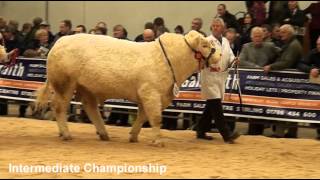 Charolais Bulls championships judging at Stirling Agricultural Centre 231012 [upl. by Bolton759]