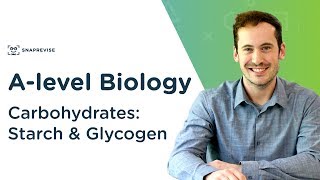 Carbohydrates Starch and Glycogen  Alevel Biology  OCR AQA Edexcel [upl. by Yelsnik]