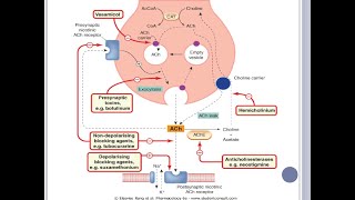 Vias colinergicas y Farmacos que modulan la actividad de la acetilcolina [upl. by Erhart]