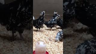 Rooster Crowing Mottled Houdan Chickens farmlife chickens [upl. by Nahguav847]