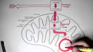 Human Metabolism Map  Cellular Respiration Glycolysis and The Krebs Cycle [upl. by Maire287]