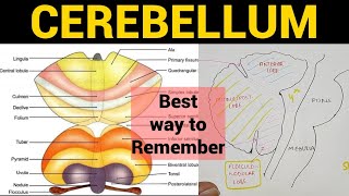 Cerebellum 1  Anatomy amp Physiology [upl. by Nos766]