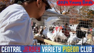 Central Jersey Variety YB PIGEON Show 2024 [upl. by Atnuhs]