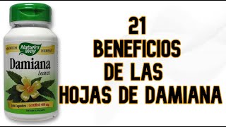 21 Beneficios de las Hojas de Damiana [upl. by Uhej696]