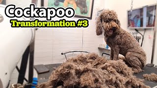 Cockapoo GROOMING Transformation 3 [upl. by Carling598]